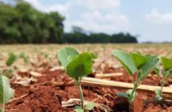 Bioinsumos se tornam alternativa viável para o agronegócio (Foto: Divulgaão)