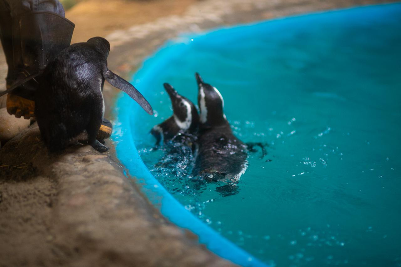 Férias de julho: Aquário Paraíba reúne pinguins, tubarões e educação ambiental em experiência para toda a família