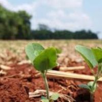 Bioinsumos se tornam alternativa viável para o agronegócio (Foto: Divulgaão)